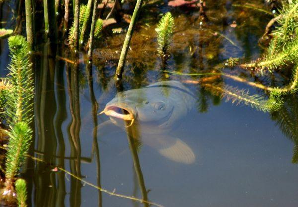 mai multe :) - q81.jpg